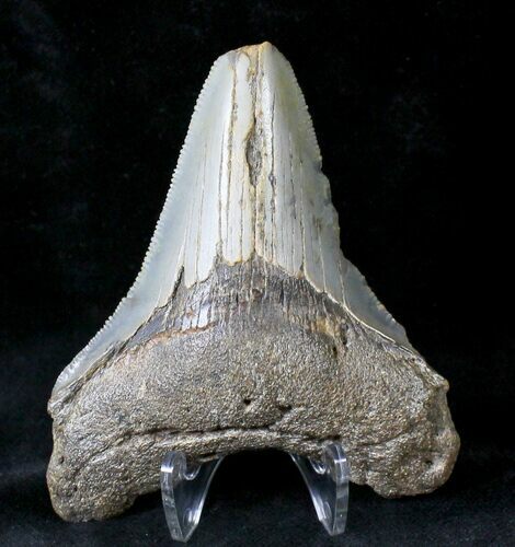 Serrated Posterior Megalodon Tooth - North Carolina #19967